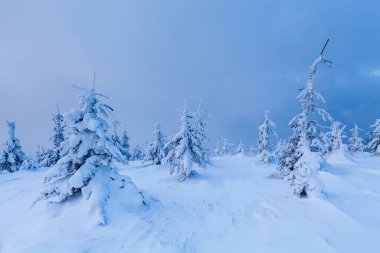 Skrzyczne yamaçlarında güzel bir orman