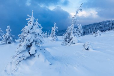 Skrzyczne yamaçlarında güzel bir orman