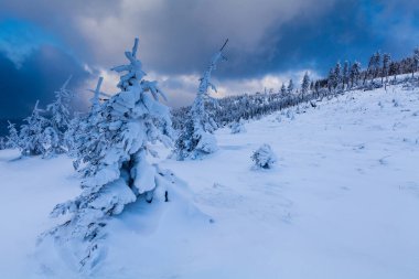 Skrzyczne yamaçlarında güzel bir orman