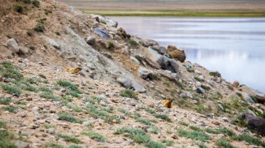 Tacikistan 'da Pamir' de Bulunkul Gölü 'nün güzel manzarası