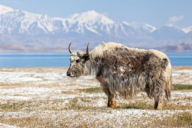 Tacikistan, Pamir 'deki Karakul Gölü' ndeki Yak 'ın güzel manzarası.