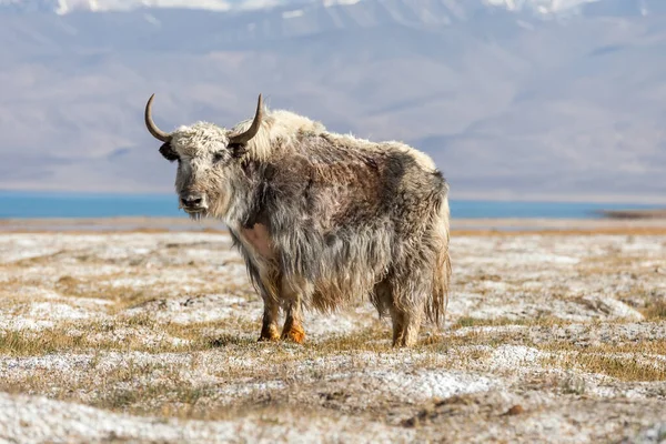 Bela Vista Yak Lago Karakul Pamir Tajiquistão — Fotografia de Stock