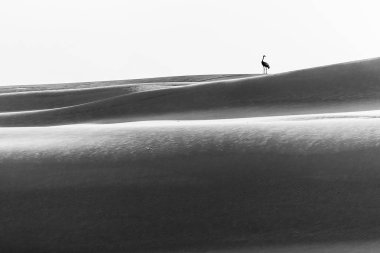 Polonya Baltık Denizi