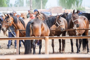 KARAKOL, KYRGYZSTAN - CIRCA HAZİRAN 2017: Karakol 'da haftalık pazar hayvan pazarı Kırgızistan' daki Issyk-Kul Gölü 'nün doğu ucu, 2017 Haziran ayı civarında Karakol' da.
