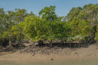 SUNDARBANS, INDIA - CIRCA NOVEMBER 2013: Sundarbans, Kasım 2013 'te Sundarbans' da dünyanın en büyük mangrov ormanı..