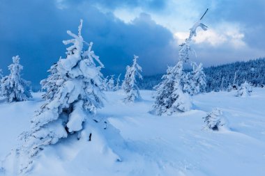 Skrzyczne yamaçlarında güzel bir orman