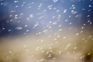 Tacikistan 'daki Bulunkul Gölü üzerindeki binlerce küçük sineğin görüntüsü