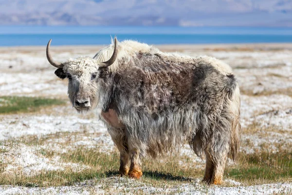 Smuk Udsigt Yak Ved Karakul Søen Pamir Tadsjikistan - Stock-foto