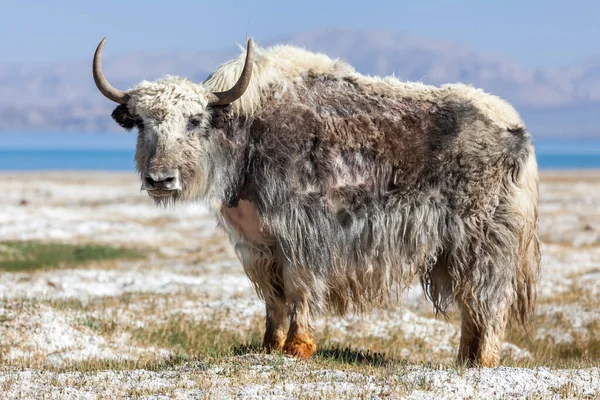 Smuk Udsigt Yak Ved Karakul Søen Pamir Tadsjikistan - Stock-foto