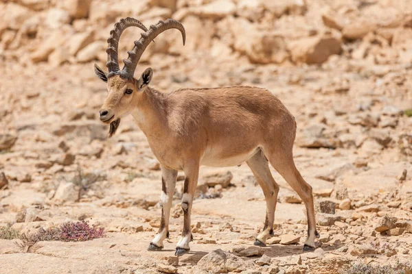 Vista Cabra Núbia Ibex — Fotografia de Stock