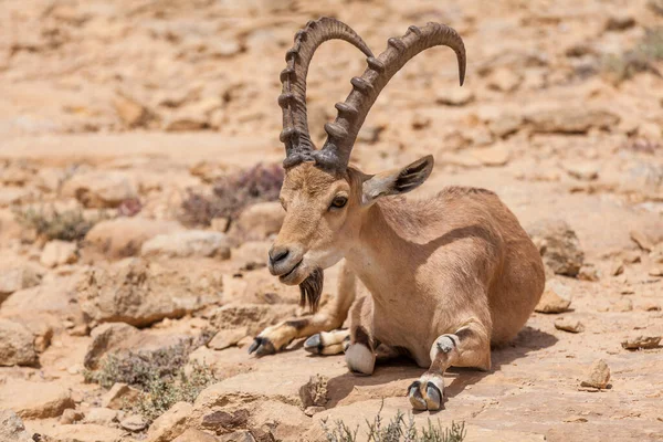 View Nubian Ibex Goat — Stock Photo, Image