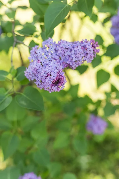 Vackra kvistar av lila trädgård en solig vårdag — Stockfoto