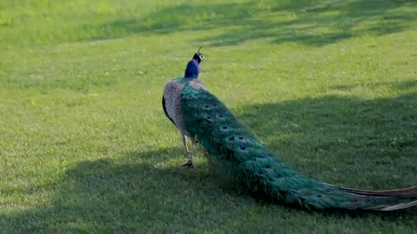 Camouflage Peacock wandelen in park tuin op groen gras in het voorjaar. — Stockvideo