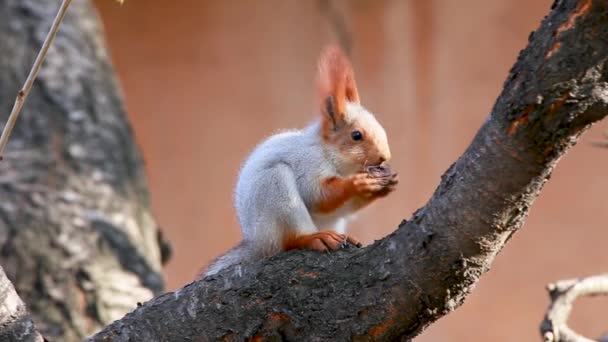 Ardilla comiendo una nuez en la rama de pino en una mañana soleada — Vídeos de Stock