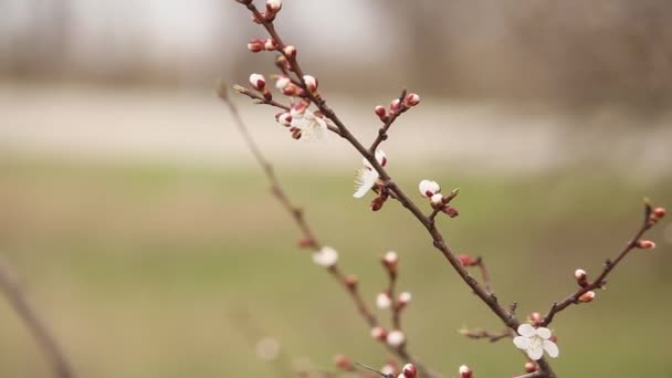 Flowering tree in spring, apricot, cherry blossoms — Stock Video