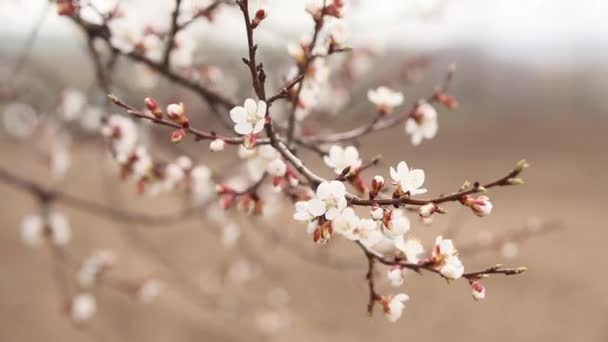 Se abren flores de primavera. Hermosa flor de albaricoque, árbol floreciente en primavera — Vídeo de stock