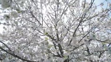 Bahar ağacında beyaz çiçekler. Çiçek açan ağaç.