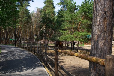 İki kahverengi at ahırın yakınında yürüyüşe çıktı.