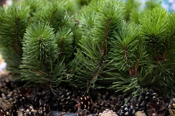 Green Branches Spruce Cones Texture Background Landscaping — Stock Photo, Image