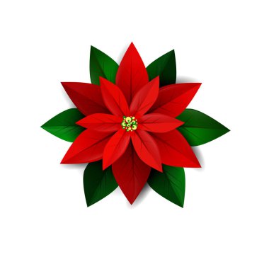 Atatürk çiçeği çiçek, Noel simgesi