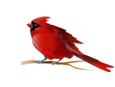 Vector illustration of cardinal clipart