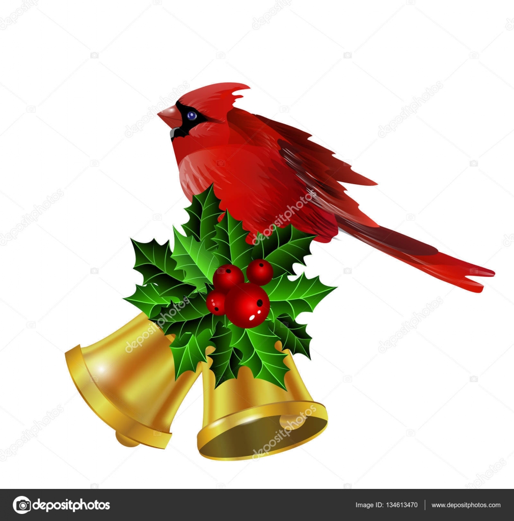 Decorazione di natale angolo con holly sempreverdi e stella di Natale e uccello isolato e cardinale campane d oro — Vettoriali di bastinda18