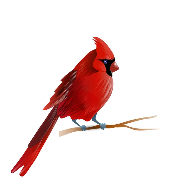 Illustration vectorielle du cardinal — Image vectorielle