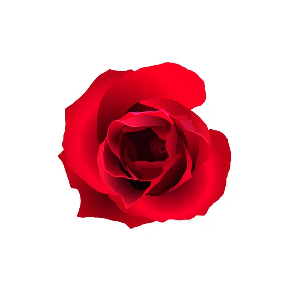 抽象的红玫瑰，孤立 — 图库矢量图片