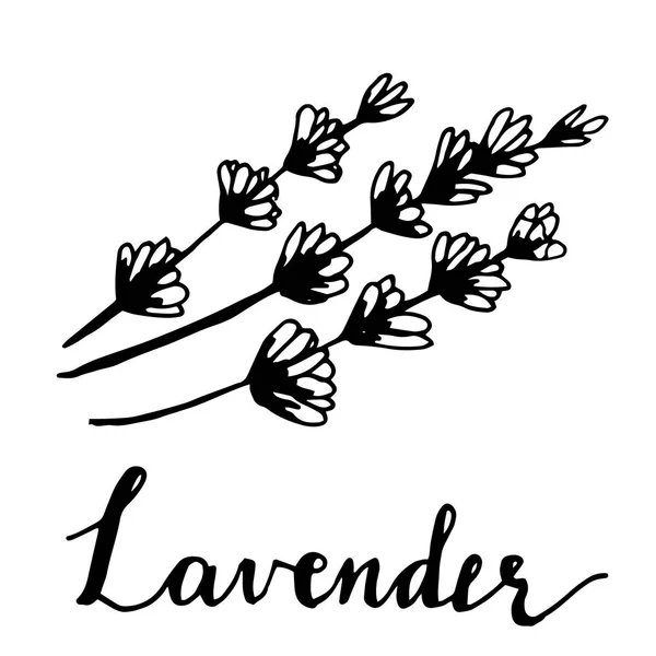 Schöne Vektor Hand gezeichnet Lavendel Tee Kraut — Stockvektor