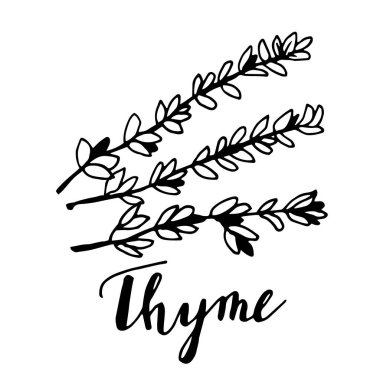 Elle çizilmiş kekik bitki beyaz arka plan üzerinde izole yaprakları ile.