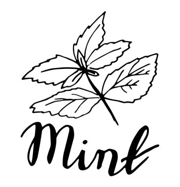 Kroki nane yaprakları