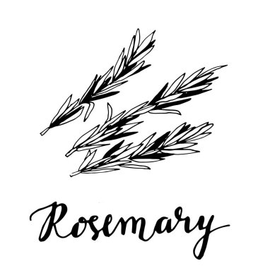 Biberiye kroki tarzı vektör çizim