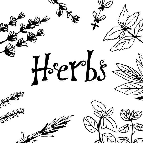 ハーブと薬用植物のコレクション。ベクトル手白の孤立したオブジェクトの描画 — ストックベクタ