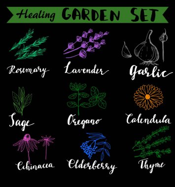 Otlar ve şifalı bitkiler koleksiyonu. Vektör el izole nesneleri beyaz çekilmiş.
