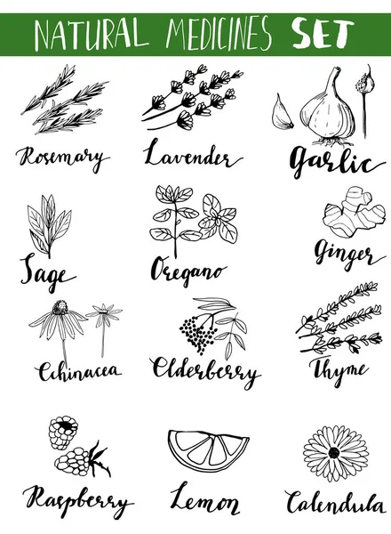 Collection d'herbes et plantes médicinales. Vecteur dessiné à la main des objets isolés sur blanc — Image vectorielle