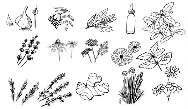 Coleção de ervas e plantas medicinais. Objetos isolados desenhados à mão vetorial em branco — Vetor de Stock