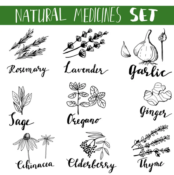 Colección de hierbas y plantas medicinales. Vector dibujado a mano objetos aislados en blanco — Archivo Imágenes Vectoriales