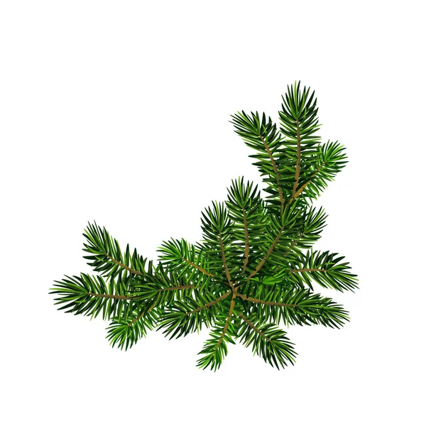 Two green spruce branches realistic. Christmas vector illustration — Stock Vector