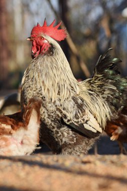 Eko biyoloji çiftliği. Serbest çiftlik tavukları..