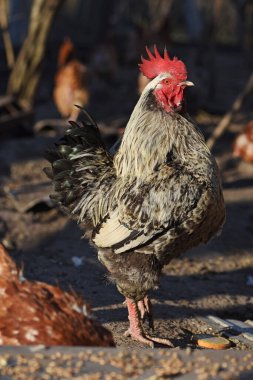 Eko biyoloji çiftliği. Serbest çiftlik tavukları..
