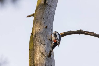 Ağaçkakan kurumuş bir ağacın gövdesinde.