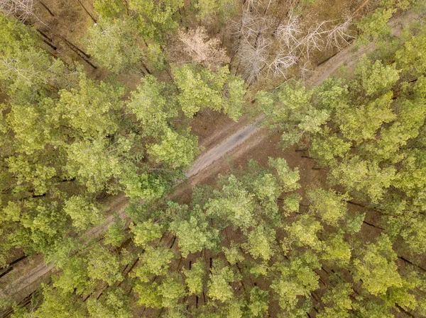 Vista Aérea Drones Estrada Terra Uma Floresta Pinheiros — Fotografia de Stock