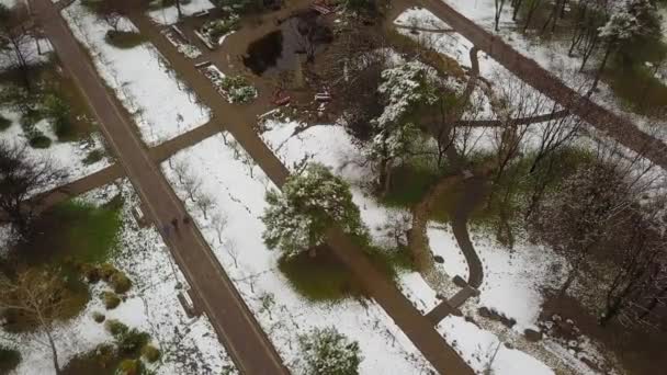 早春在公园上空飞舞 被雪遮掩着 沿着雪地覆盖的松树顺时针旋转 空中无人驾驶飞机镜头 — 图库视频影像