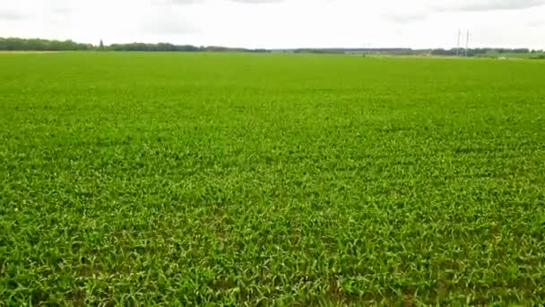 Vista Aérea Belos Campos Agrícolas — Vídeo de Stock