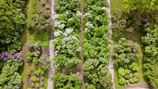 Воздушный Вид Красивый Сад Цветами — стоковое видео
