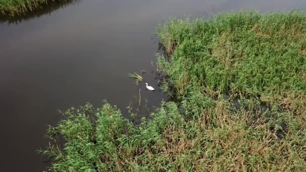 Vista Aérea Del Cisne Sobre Río — Vídeo de stock