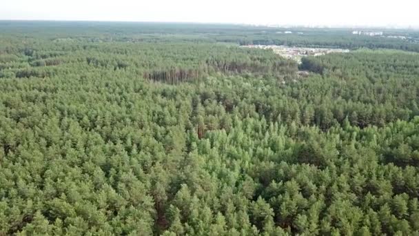 Çam Ormanının Havadan Görünüşü — Stok video