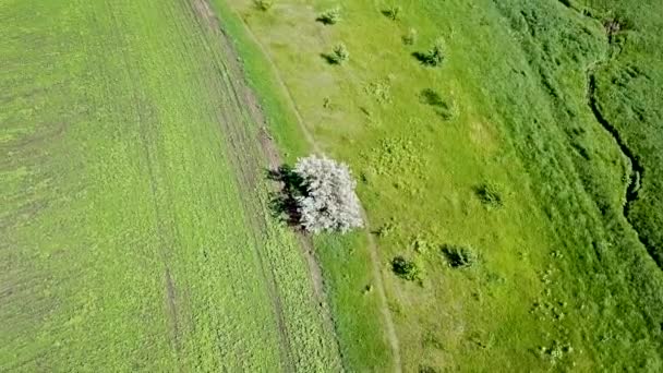 Widok Lotu Ptaka Piękne Pola Rolne — Wideo stockowe