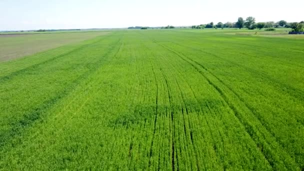 Luftaufnahme Schöner Landwirtschaftlicher Felder — Stockvideo