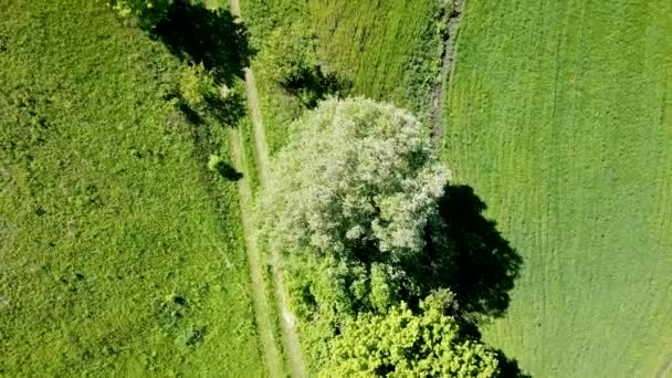 Vista Aérea Hermosos Campos Agrícolas Árboles — Vídeo de stock